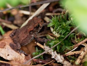 Common toad