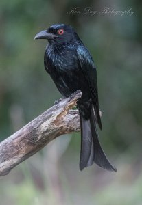 Spangled Drongo