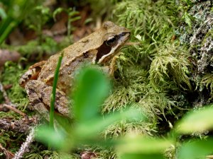 European common frog