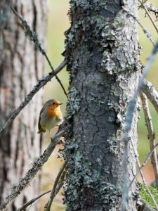 Robin in the woods