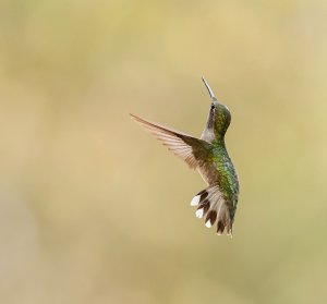 Ruby-throated Hummingbird (female).jpg