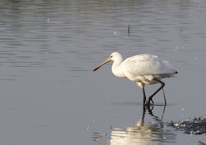 spoonbill juvenile