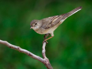 Whitethroat