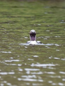 Black-throated diver