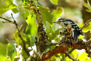 Downy Woodpecker (female).jpg