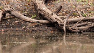 green heron