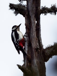 Great spotted woodpecker