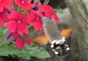 Hummingbird Hawkmoth