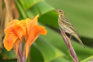 early morning Pipit