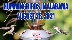 Hummingbirds in Alabama 8-28-2021
