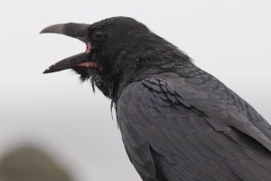 northern raven