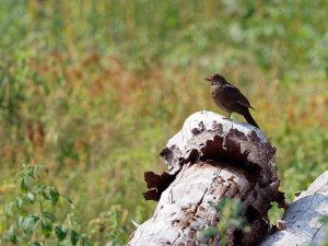 Female blackbird