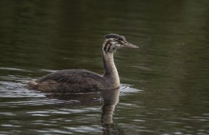 Great Crested  Grebe Juv.jpg