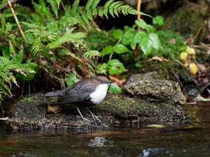 Juvenile white-throated dipper