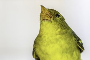 Western Tanager Head-shot