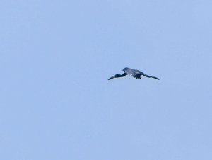 African Openbill Stork 2.jpg