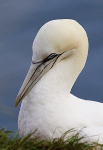 gannet