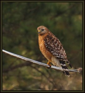 Red-shouldered Hawk