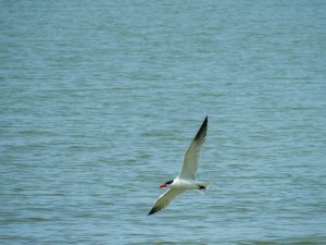 Caspian Tern