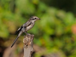 Masked shrike