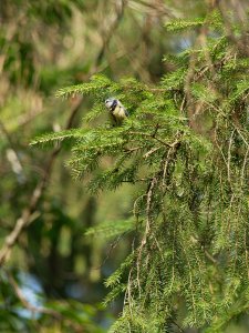 Blue tit