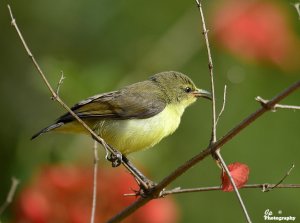 Young Sunbird