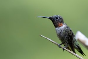 Hummingbird in Alabama