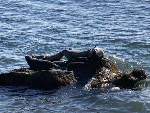 Seals