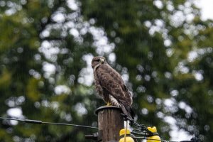 Riding the buzzard electric