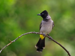 White-spectacled bulbul