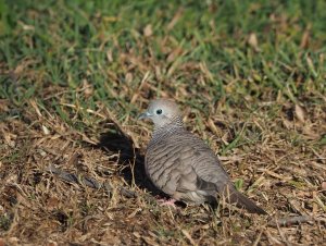 Peaceful Dove