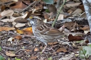 White-throated Sparrow