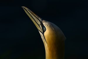 Gannet Portrait