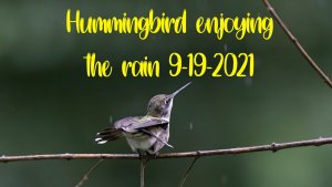 Hummingbird enjoying a rain shower in Alabama