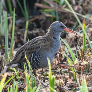 WATER RAIL- Rallus aquaticus