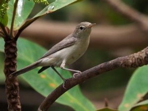 Eastern olivaceous warbler