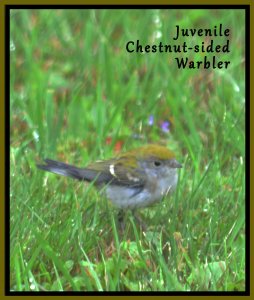 Juvenile Chestnut-sided Warbler