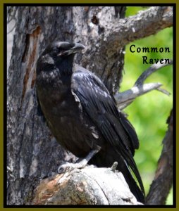 Common Raven