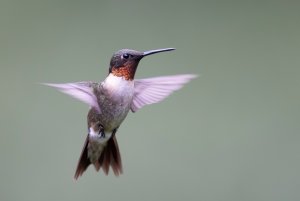 Hummingbird in Alabama