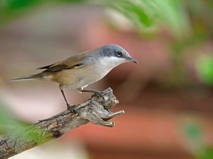 lesser whitethroat