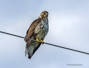 Swainson's Hawk