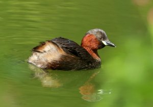 Little Grebe