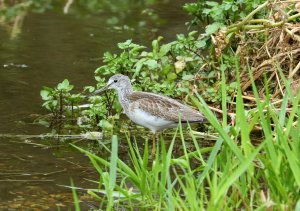 Common Greenshank