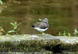 Green Sandpiper