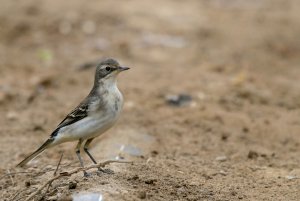 Citrine wagtail