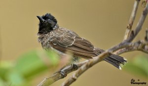 Red-vented Bulbul