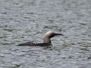 Black-throated diver