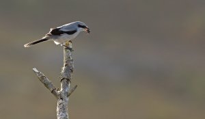 Great grey shrike