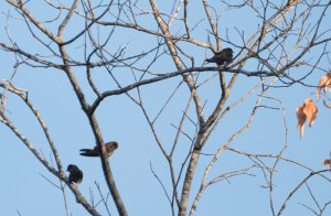 White-thighed Swallow