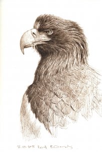 Steller`s sea eagle-portrait.jpg